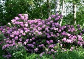 04-rhododendron-im-rasteder-schlosspark-foto-renate-janssen